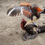 Judi Sabung Ayam Piso di Bengkol Tak Tersentuh APH?