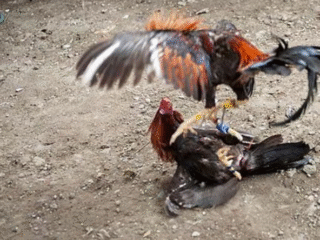 Judi Sabung Ayam Piso di Bengkol Tak Tersentuh APH?