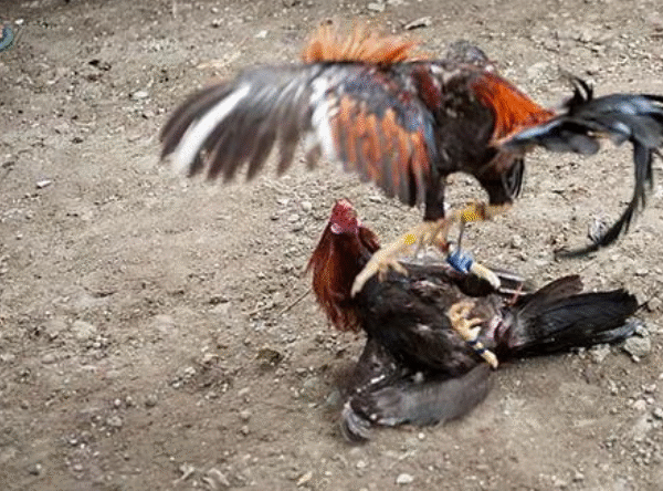 Judi Sabung Ayam Piso di Bengkol Tak Tersentuh APH?