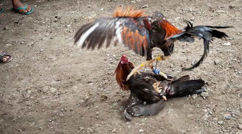 ilustrasi judi sabung ayam pisau